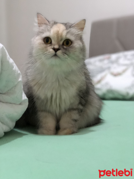 Chinchilla, Kedi  Kaju fotoğrafı