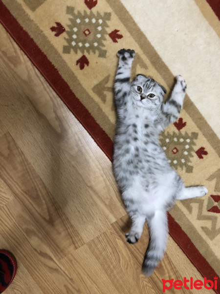 Scottish Fold, Kedi  Nohut fotoğrafı