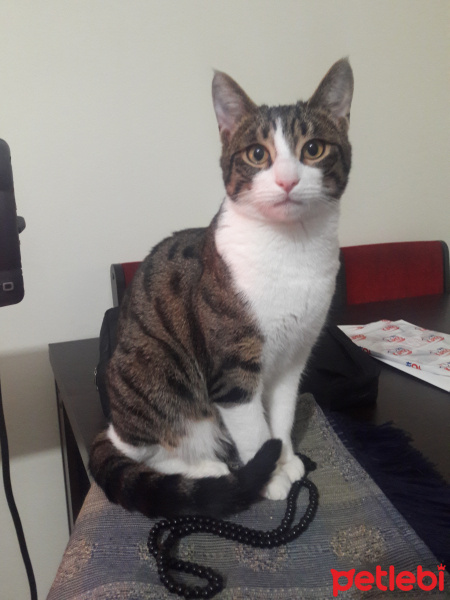 Tekir Kedi, Kedi  Miya fotoğrafı