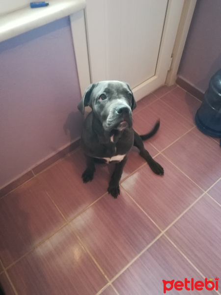 Cane Corso Italiano, Köpek  Luna fotoğrafı