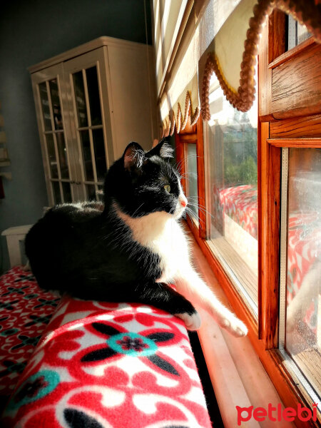 Tuxedo (Smokin) Kedi, Kedi  Zeytin fotoğrafı