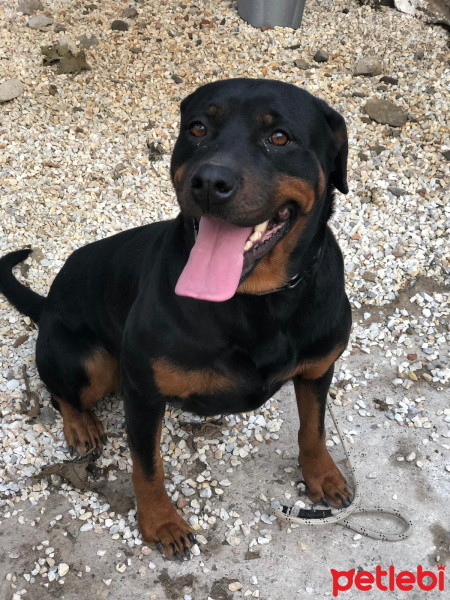 Rottweiler, Köpek  Zeyna fotoğrafı