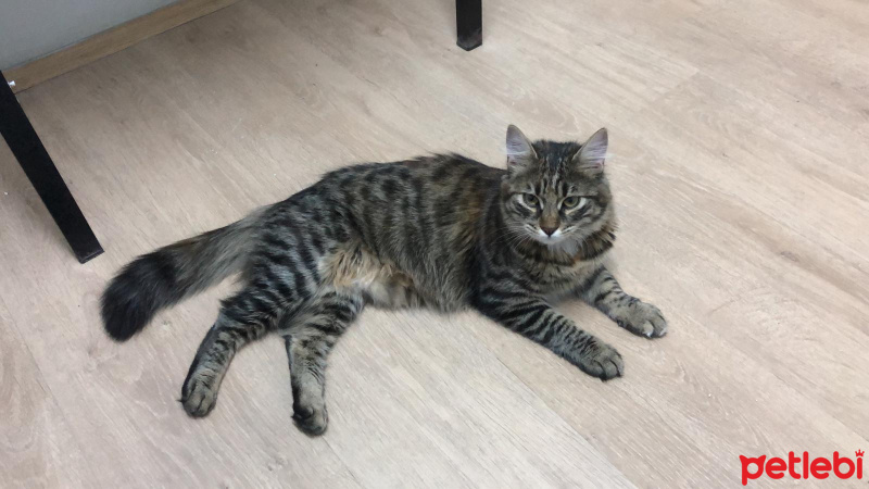 Tekir Kedi, Kedi  Küba fotoğrafı