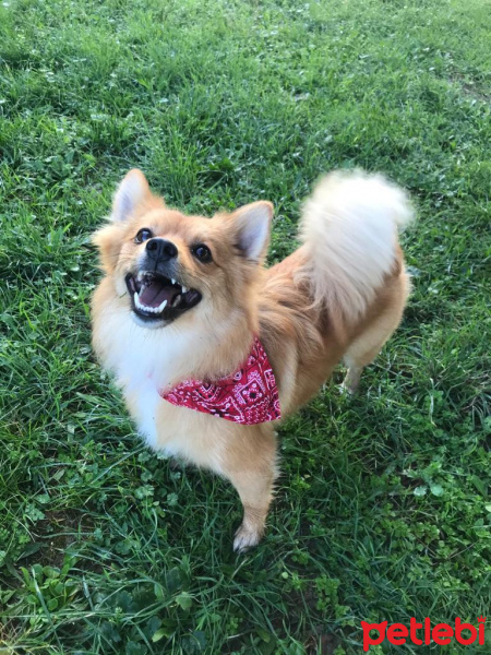 Finnish Spitz, Köpek  Lisa fotoğrafı