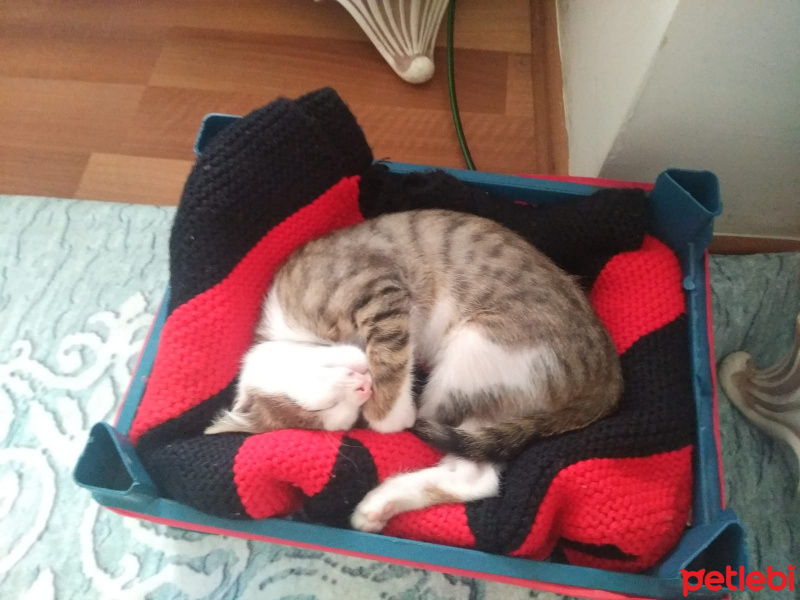 Tekir Kedi, Kedi  Rüzgar fotoğrafı