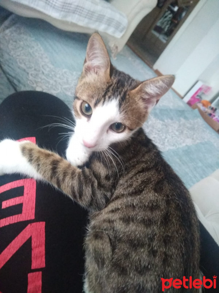 Tekir Kedi, Kedi  Rüzgar fotoğrafı