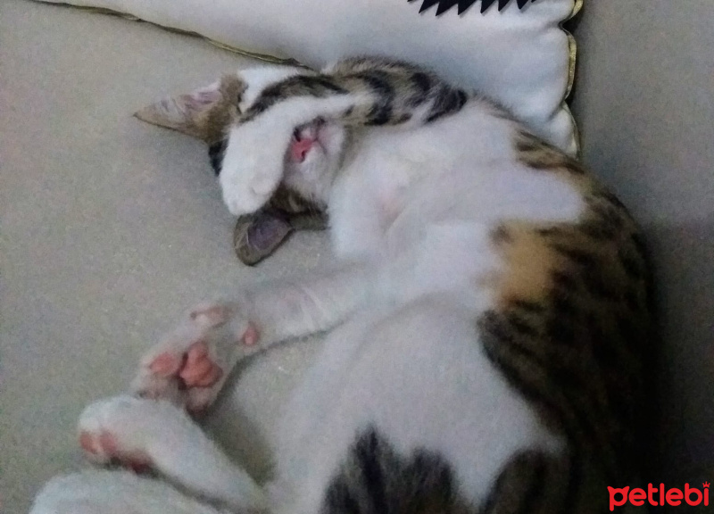 Tekir Kedi, Kedi  Rüzgar fotoğrafı