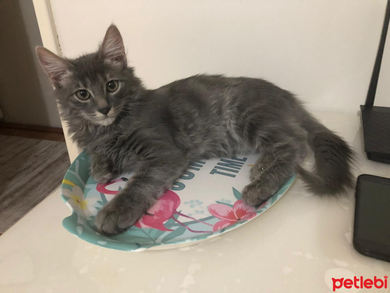Tekir Kedi, Kedi  RİKİ fotoğrafı