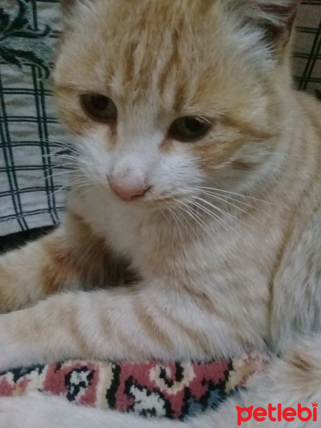 Tekir Kedi, Kedi  tostik fotoğrafı
