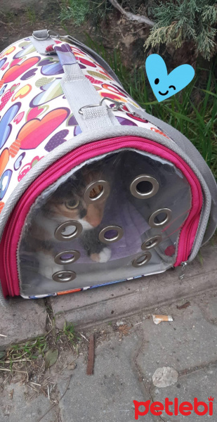Tekir Kedi, Kedi  Sushi fotoğrafı