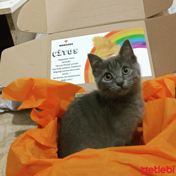 Nebelung, Kedi  Çitos fotoğrafı