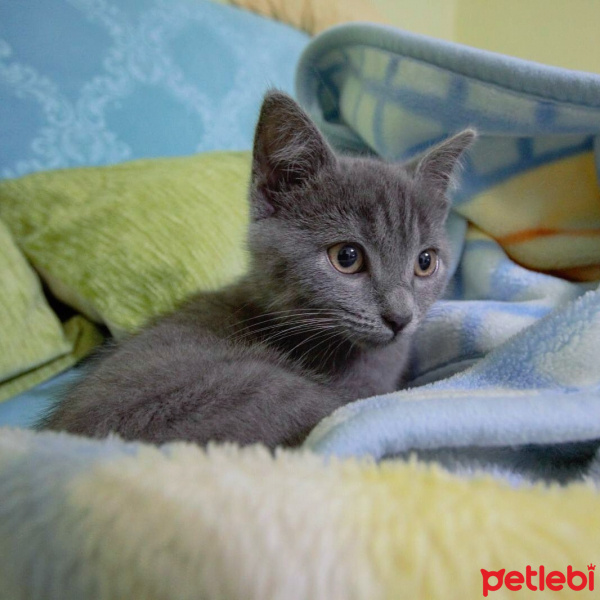 Nebelung, Kedi  Çitos fotoğrafı
