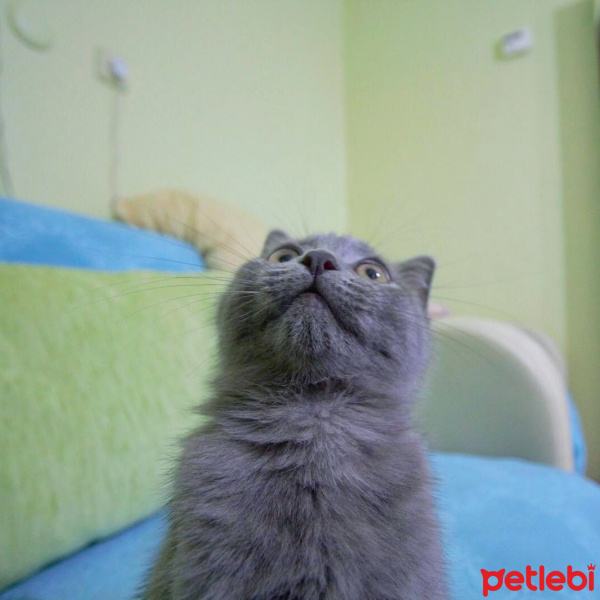 Nebelung, Kedi  Çitos fotoğrafı