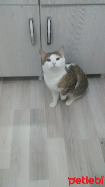 Tekir Kedi, Kedi  Şanslı fotoğrafı