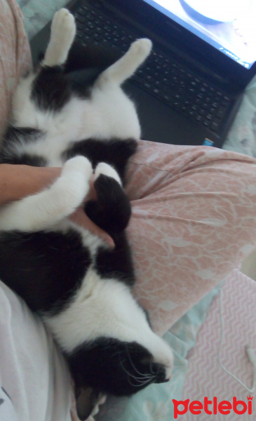 Tuxedo (Smokin) Kedi, Kedi  Arya fotoğrafı