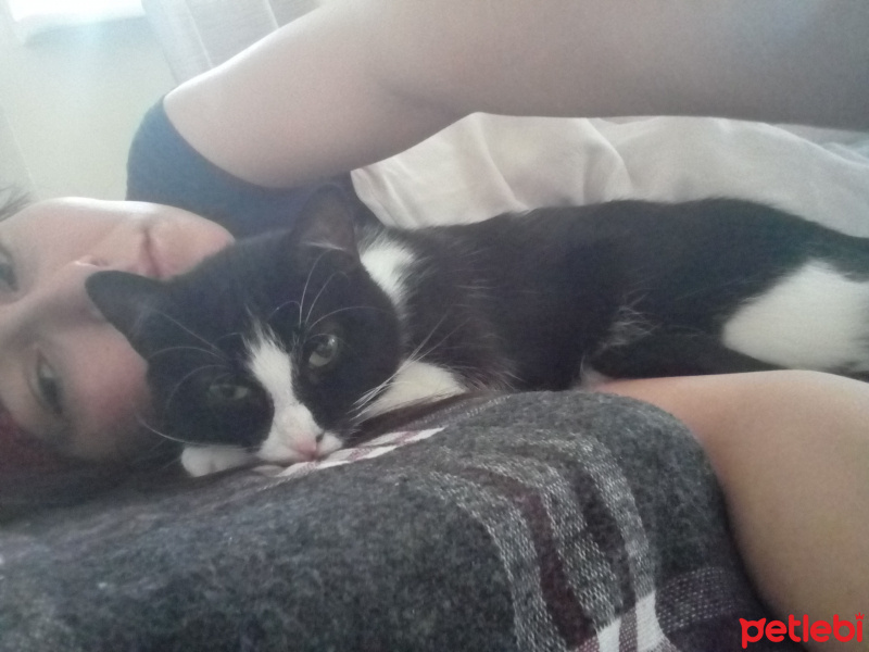 Tuxedo (Smokin) Kedi, Kedi  Arya fotoğrafı