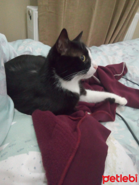 Tuxedo (Smokin) Kedi, Kedi  Arya fotoğrafı
