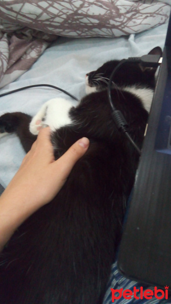Tuxedo (Smokin) Kedi, Kedi  Arya fotoğrafı