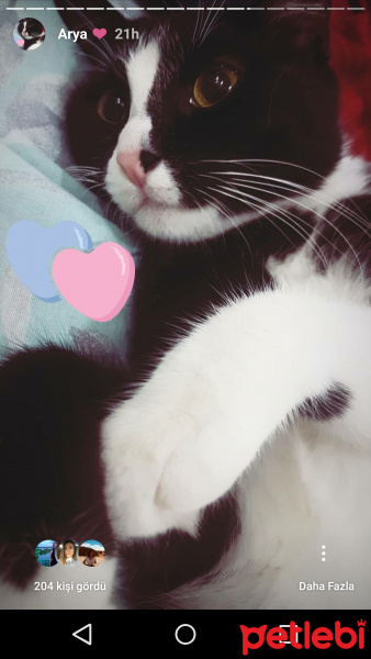 Tuxedo (Smokin) Kedi, Kedi  Arya fotoğrafı