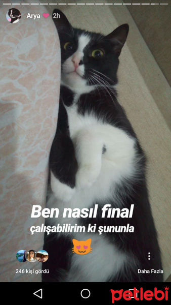 Tuxedo (Smokin) Kedi, Kedi  Arya fotoğrafı