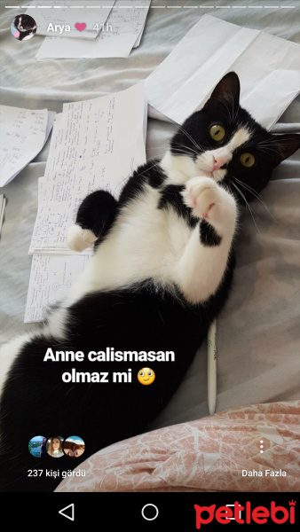 Tuxedo (Smokin) Kedi, Kedi  Arya fotoğrafı