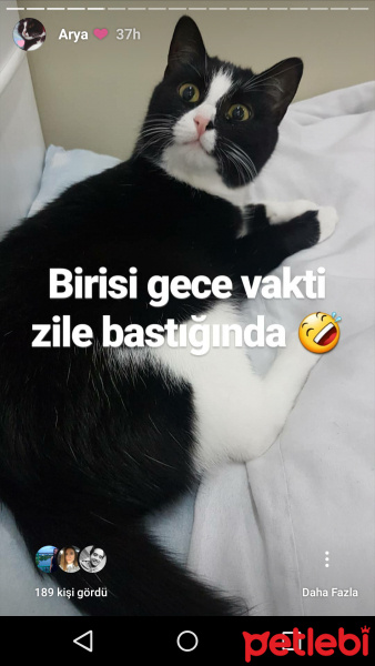 Tuxedo (Smokin) Kedi, Kedi  Arya fotoğrafı