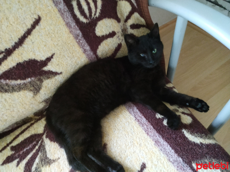 Tekir Kedi, Kedi  Gece fotoğrafı