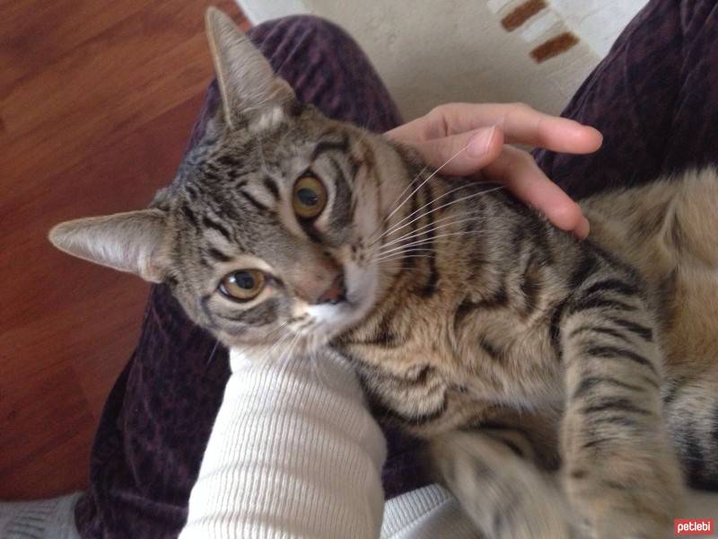 Tekir Kedi, Kedi  Mıncır fotoğrafı