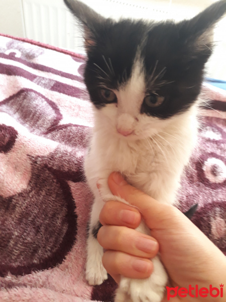 Tekir Kedi, Kedi  Maya fotoğrafı