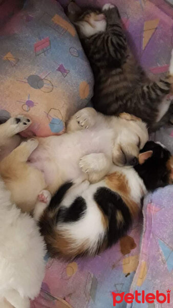 Scottish Fold, Kedi  Yogi fotoğrafı