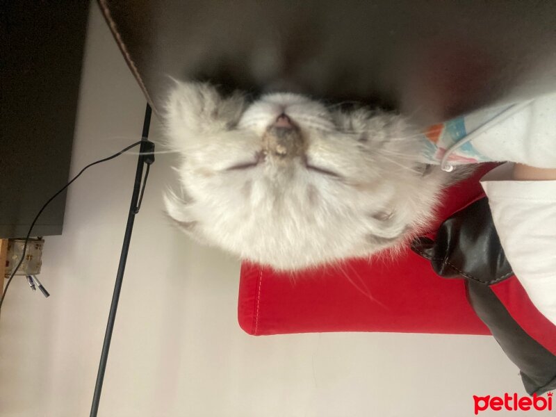 Scottish Fold, Kedi  Yogi fotoğrafı