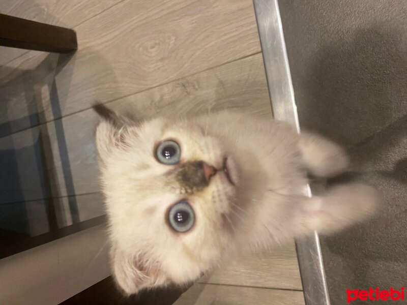 Scottish Fold, Kedi  Yogi fotoğrafı