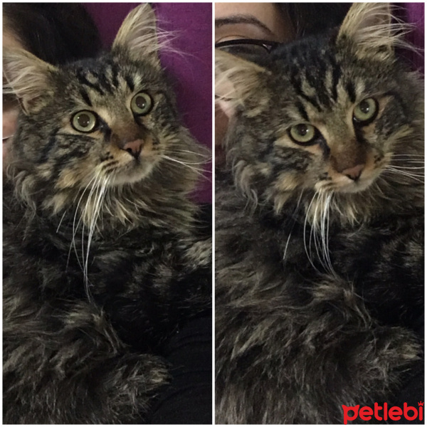 Norwegian Forest, Kedi  Tosbik fotoğrafı