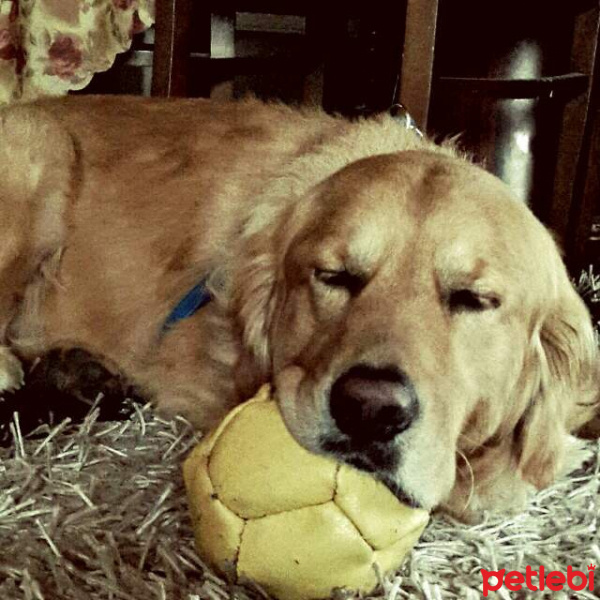 Golden Retriever, Köpek  Şarap fotoğrafı