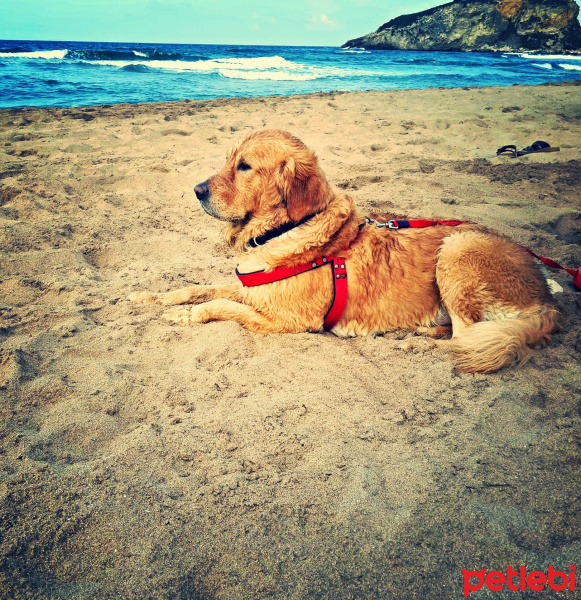 Golden Retriever, Köpek  Şarap fotoğrafı
