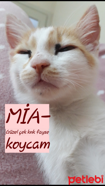 Sarman, Kedi  Mia fotoğrafı