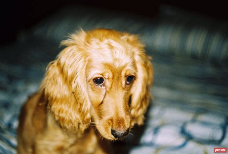 İngiliz Cocker Spaniel, Köpek  Tarçın fotoğrafı