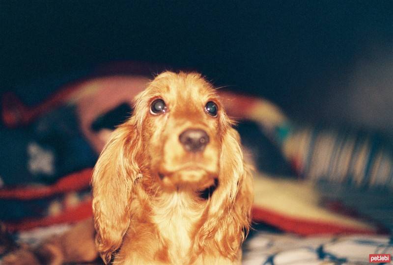 İngiliz Cocker Spaniel, Köpek  Tarçın fotoğrafı