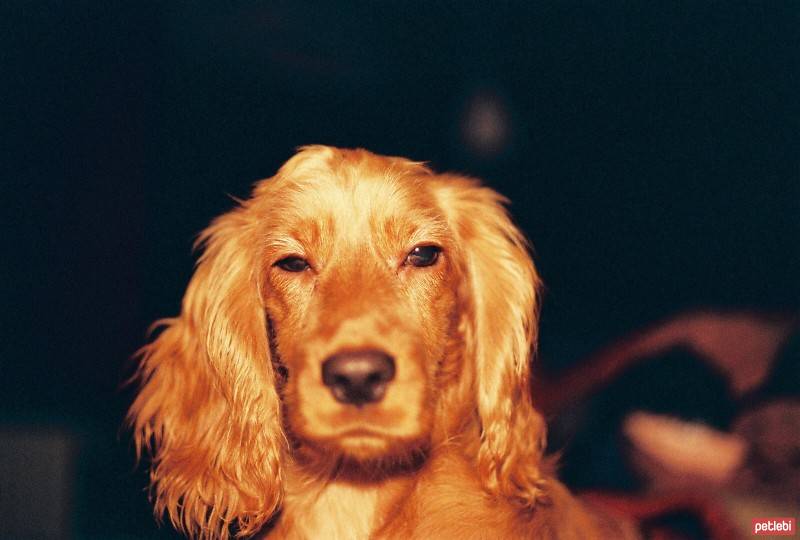 İngiliz Cocker Spaniel, Köpek  Tarçın fotoğrafı