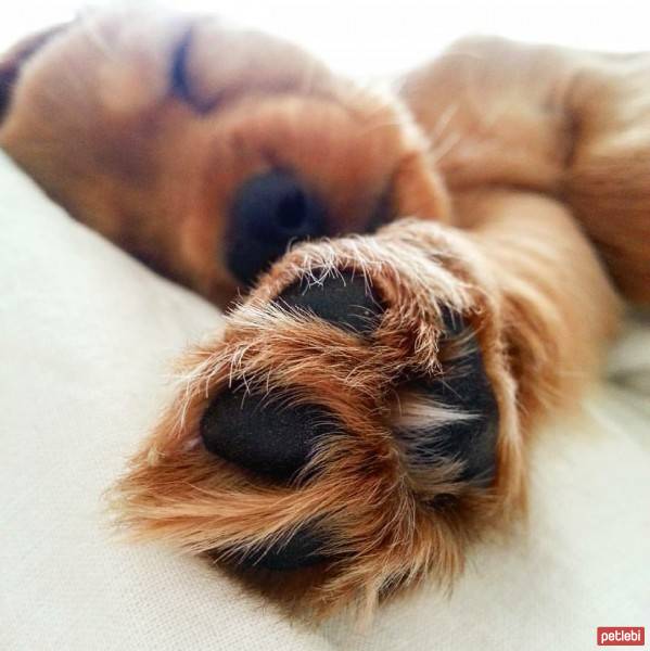 İngiliz Cocker Spaniel, Köpek  Tarçın fotoğrafı