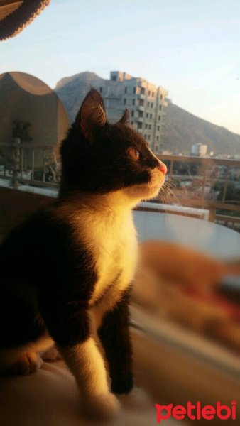 Tuxedo (Smokin) Kedi, Kedi  Nisan fotoğrafı