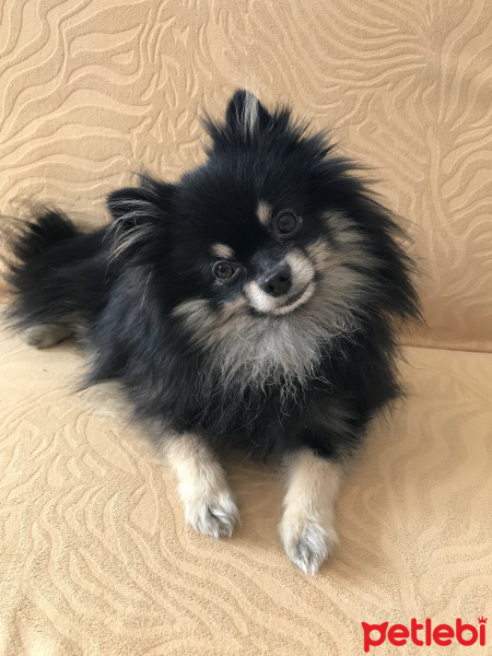 Pomeranyalı, Köpek  Miço fotoğrafı