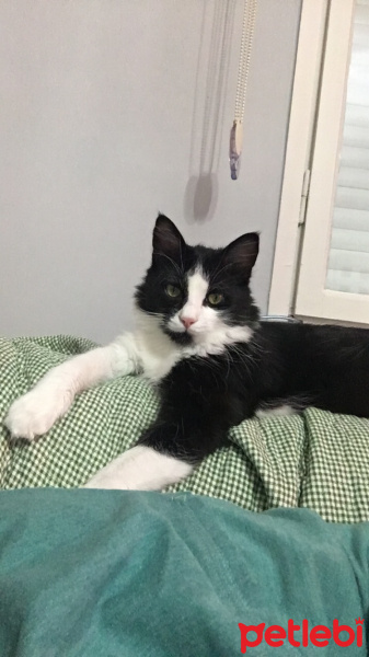 Tuxedo (Smokin) Kedi, Kedi  Zeytin fotoğrafı