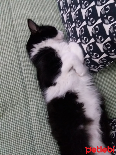 Tuxedo (Smokin) Kedi, Kedi  Zeytin fotoğrafı