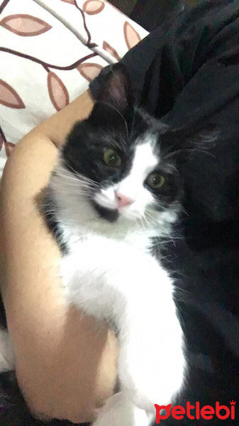 Tuxedo (Smokin) Kedi, Kedi  Zeytin fotoğrafı