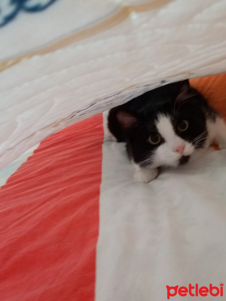 Tuxedo (Smokin) Kedi, Kedi  Zeytin fotoğrafı