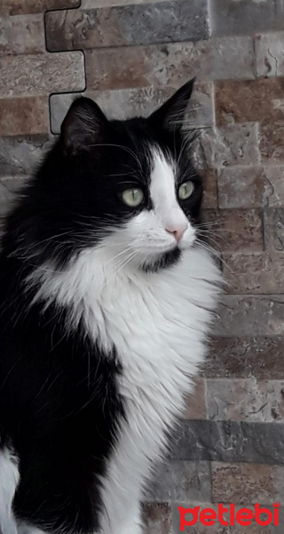 Tuxedo (Smokin) Kedi, Kedi  Zeytin fotoğrafı