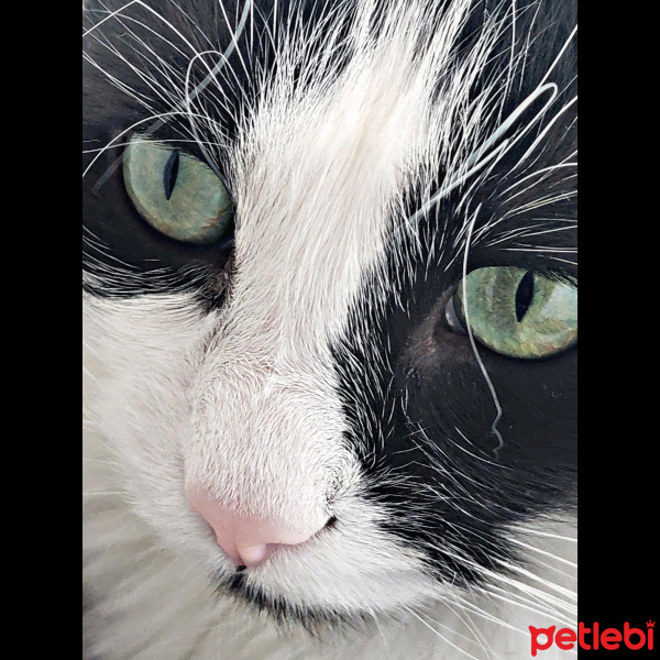 Tuxedo (Smokin) Kedi, Kedi  Zeytin fotoğrafı