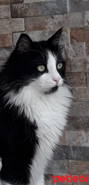 Tuxedo (Smokin) Kedi, Kedi  Zeytin fotoğrafı