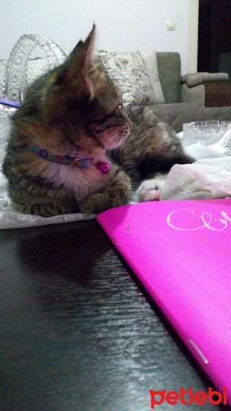 Tekir Kedi, Kedi  Zeyna fotoğrafı